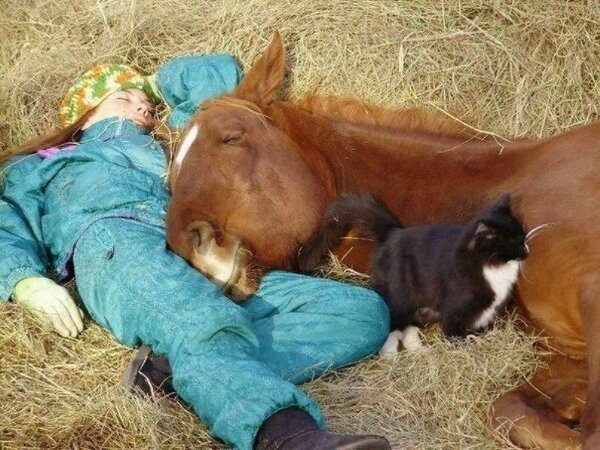 horse-and-cat-cuddle-with-a-woman