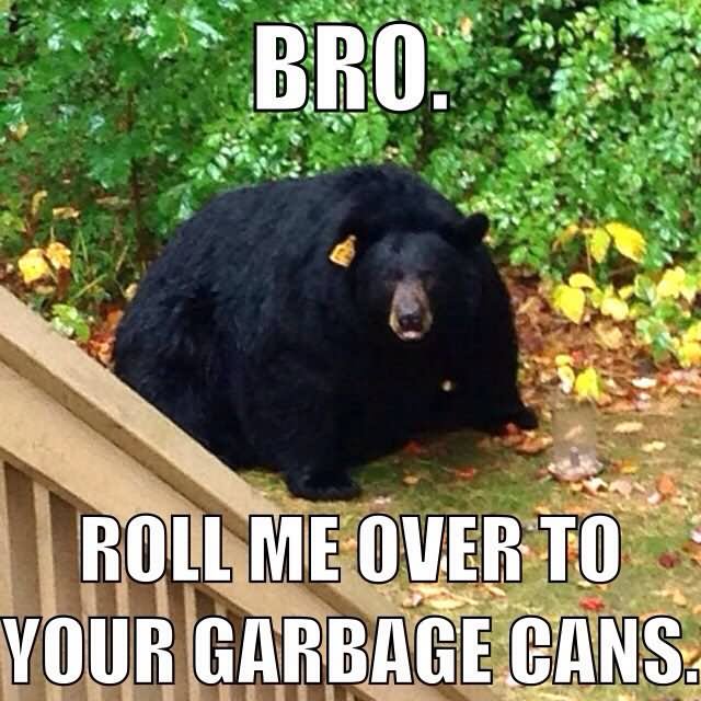 Funny-Bear-Meme-Roll-Me-Over-To-Your-Garbage-Cans-Picture